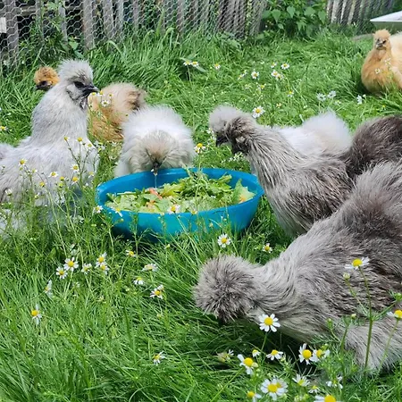 Mutti 's Landhof Ummern