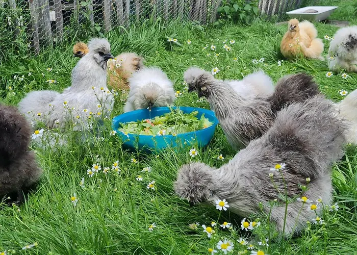 Mutti 's Landhof Ummern